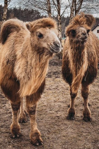 WhatsApp Image 2026-01-19 at 14.39.00 (3)