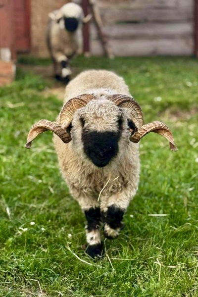 WhatsApp Image 2026-01-19 at 14.39.00 (6)