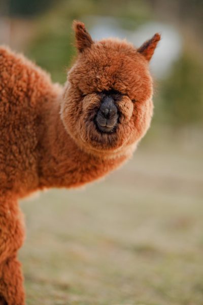 WhatsApp Image 2026-01-25 at 16.52.46